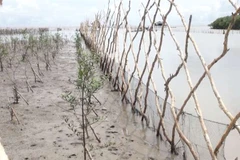 Kien Giang strives to recover, develop coastal protection forests
