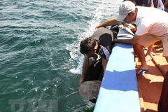 Kien Giang: 12 sea turtles returned to nature