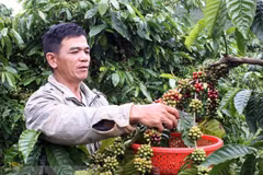 Vietnam seeks to increase value of coffee products