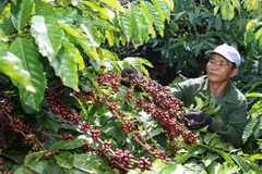 Building brand name for Vietnam’s coffee