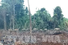 Dong Nai: Electric fence does little to deter hungry elephants