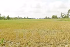 Kien Giang works to address salinity intrusion