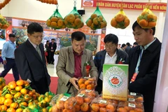 Tangerine variety in Hoa Binh granted collective trademark
