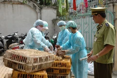 Hai Phong culls 3,000 bird-flu affected poultry 