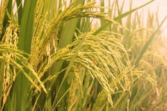 Thailand to step up rice exports through inter-governmental deals
