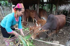 Vietnam accelerates implementation of sustainable development goals