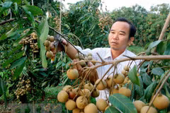 Vietnam may be allowed to ship fresh longans to Australia from 2019