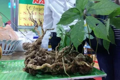 Ngoc Linh ginseng gets expanded GI recognition
