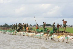 Ca Mau to build 2,000m of sea embankments