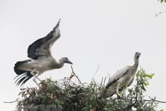 Asian openbill storks flock to Gao Giong cajuput forest in Dong Thap