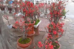 Vietnam imports flowers worth 18 million USD for Tet