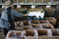 Thailand to launch measures against Indonesia’s fruit ban