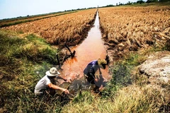 Over 40,000ha of rice to be hurt by saline intrusion in Hau Giang 
