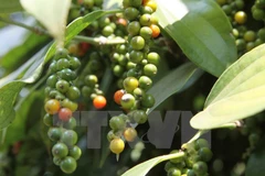 Phu Quoc island district targets 1,200 tonnes of pepper in 2018