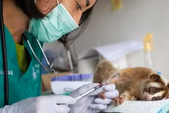 Indonesia uses hi-tech to fight animal trafficking