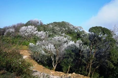 Cao Bang establishes Phia Oac – Phia Den National Park