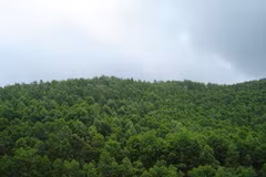 Vietnam plants 130,858ha of production forest in 8 months
