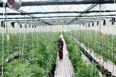 Sci-tech application key to developing smart agriculture