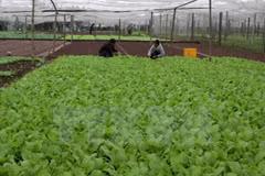 Food safety a priority for local, export markets: experts