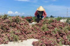Ly Son Island to have new night market
