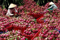 Mekong Delta city expects to increase fruit exports