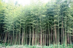 Dong Thap works to preserve Vietnamese bamboo species