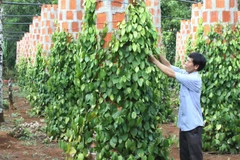 Quang Tri selects local products to join national staples