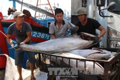 Thua Thien-Hue spends 1.5 million USD to support fishermen 