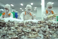 Intensive processing helps Vietnamese shrimp gain competitive edge