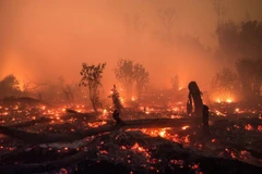 Indonesia works to prevent forest fires during Asian Games