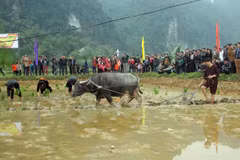 Long Tong, unique farming ritual of the Tay