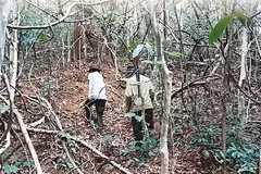 Endangered gaurs losing habitat in national park