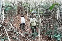 Endangered gaurs losing habitat in national park