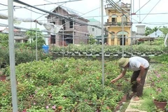 Ninh Binh province's farms go high-tech