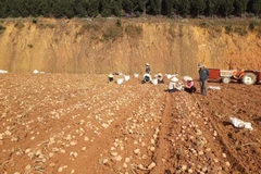 Lam Dong works to build Da Lat potato brand