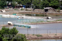 Tra Vinh: AMD project helps farmers adapt to climate change