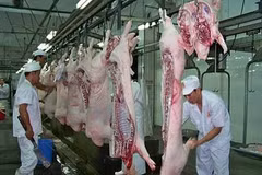 Masan starts meat processing complex in Ha Nam