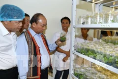 PM: Ngoc Linh ginseng should be competitive with global brands 