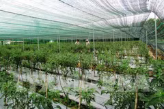 Hau Giang reviews development of hi-tech farm zone