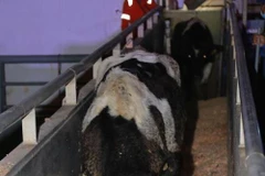 TH Group imports more dairy cows from US 