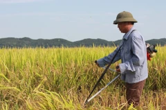 Government provides rice for Nghe An’s farmers