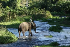 Dak Lak province moves to conserve elephants