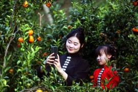 Mandarin branding, experiential tourism open new path in Son La