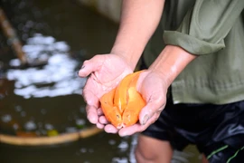 Ninh Chau red carp village gears up for Kitchen Gods’ worshipping day