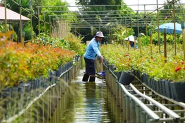 Raised-platform flower growing defines Sa Dec flower village