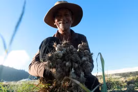 Ly Son - Kingdom of onions and garlic