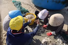Fisherfolk in Ho Chi Minh City enjoy bumper anchovy season