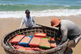 Bustling fishing life along Da Nang’s coastal villages