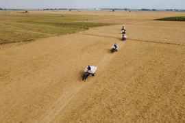 Buffalo carts in Dong Thap: A timeless harvest tradition