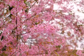 Da Lat cherry blossoms captivate visitors